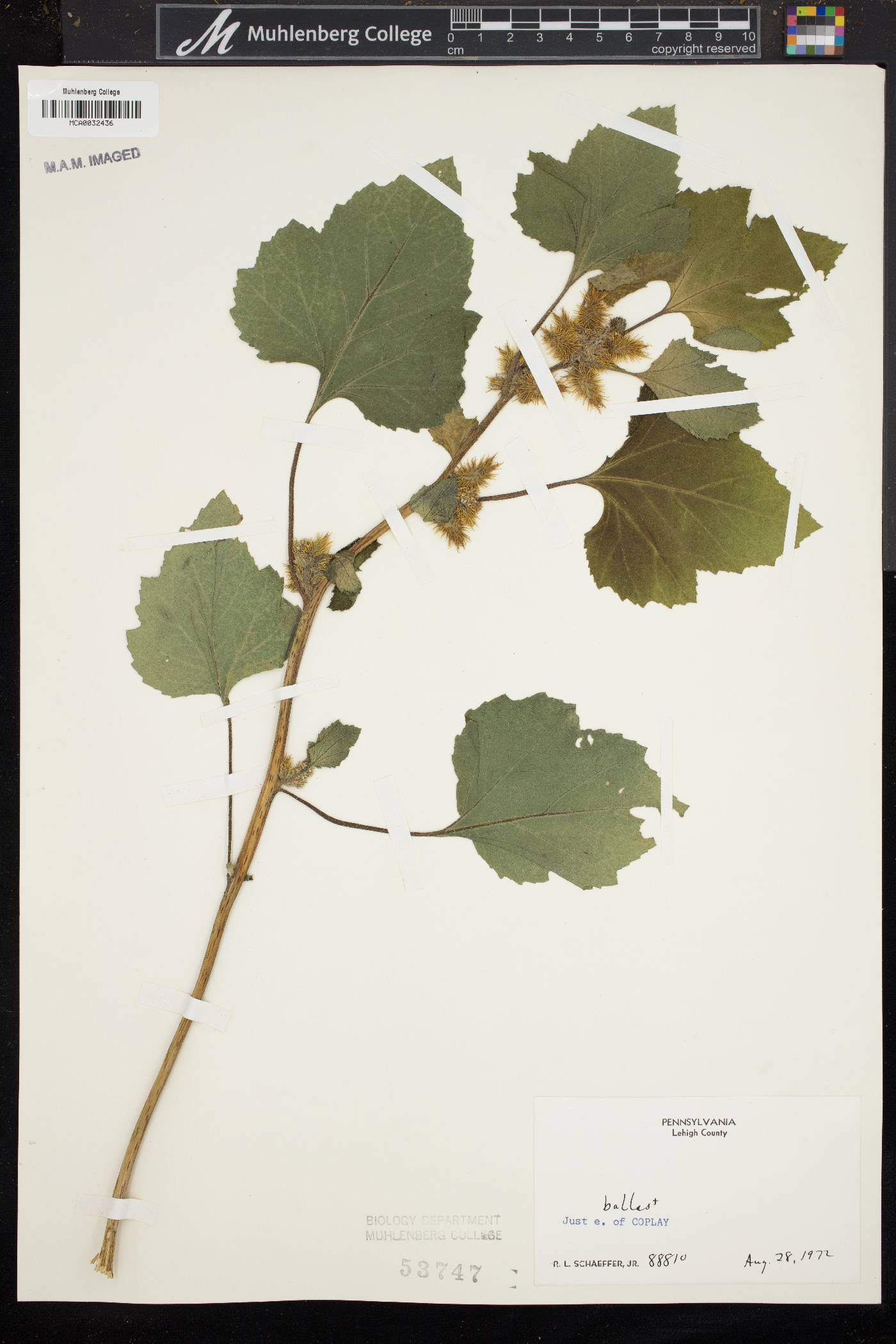 Xanthium orientale image