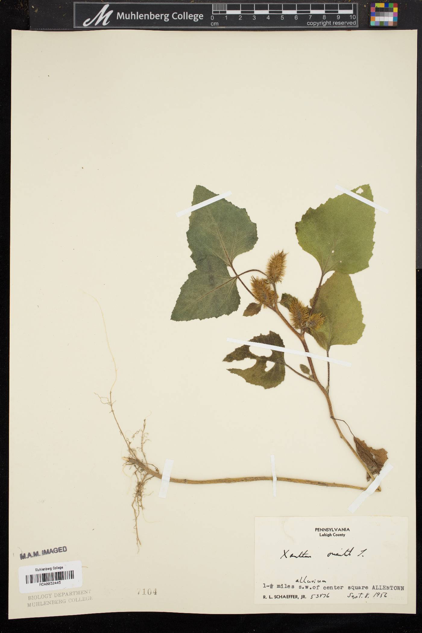 Xanthium orientale image