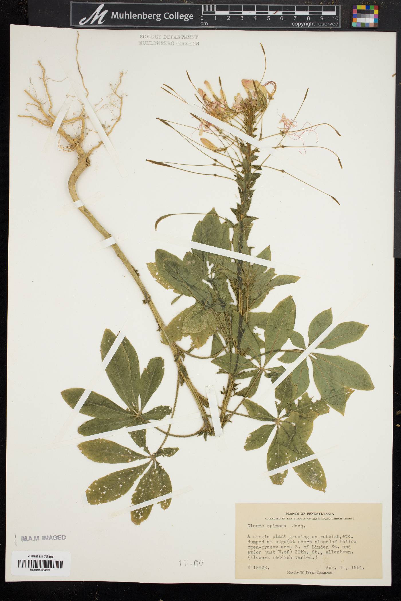 Cleome houtteana image