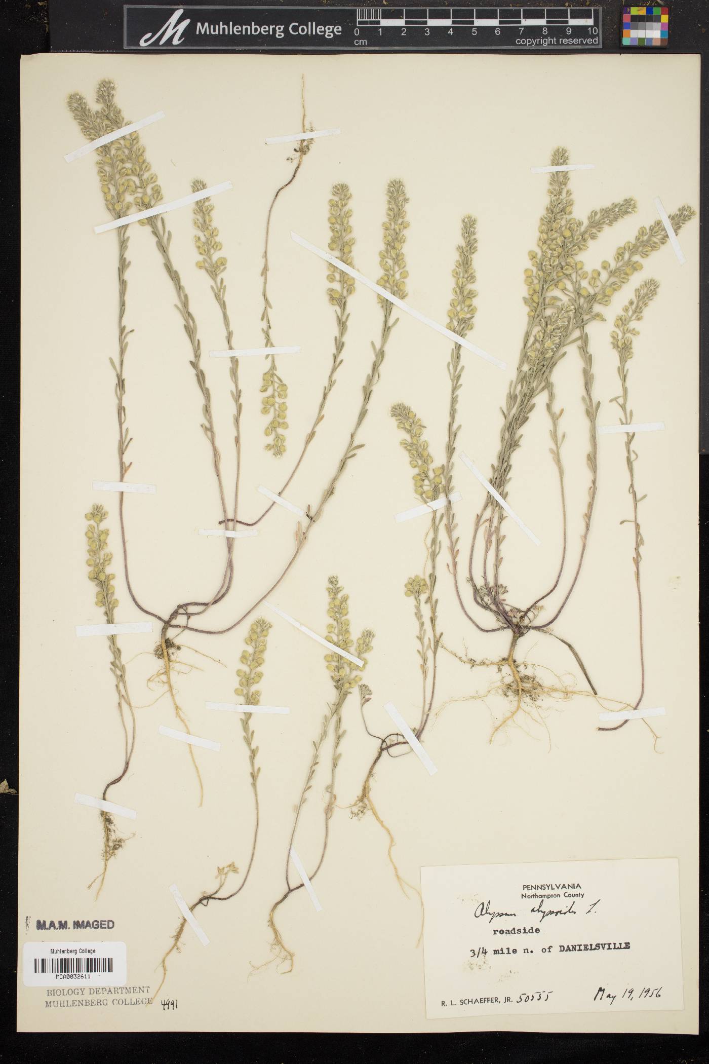 Alyssum alyssoides image