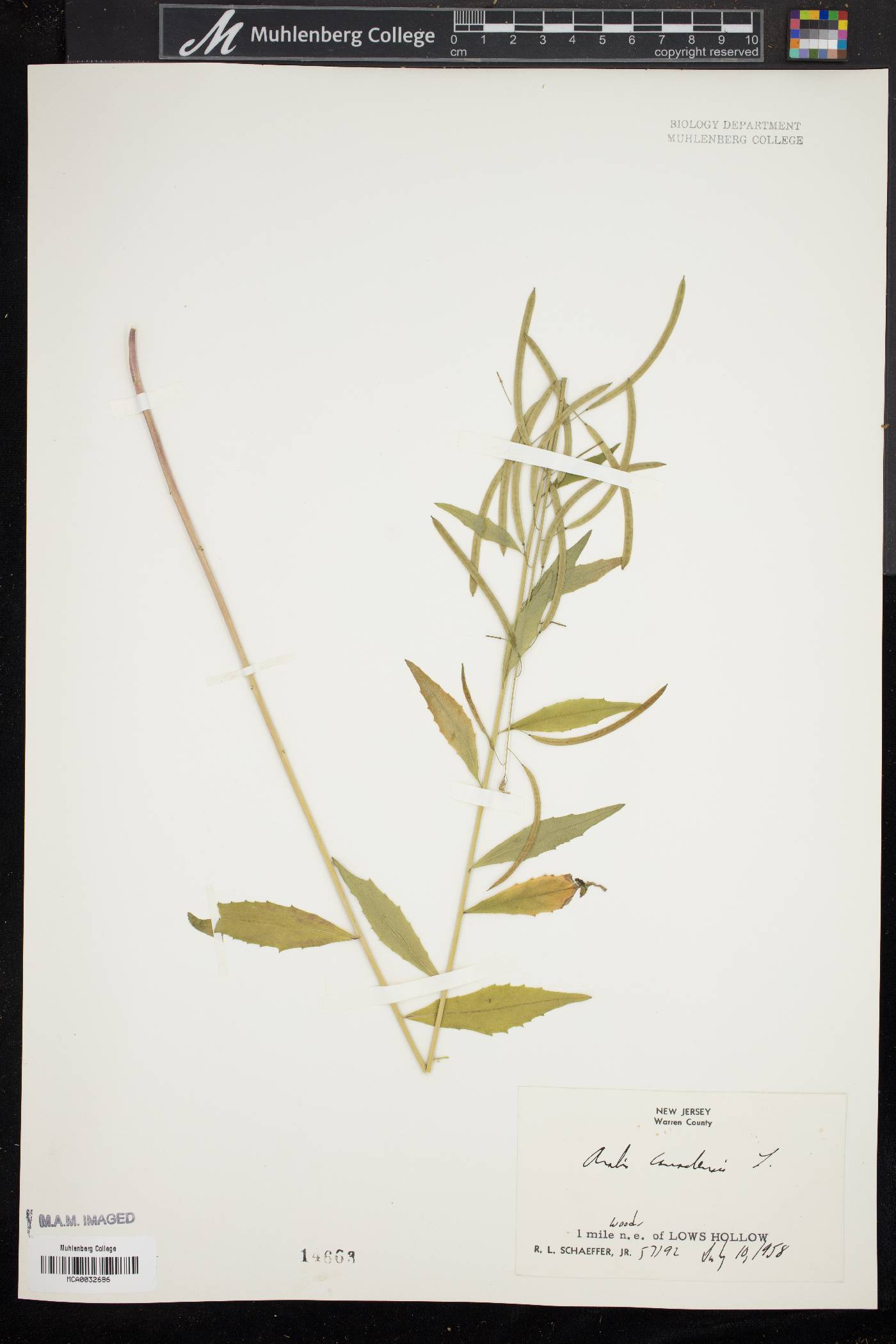 Borodinia canadensis image