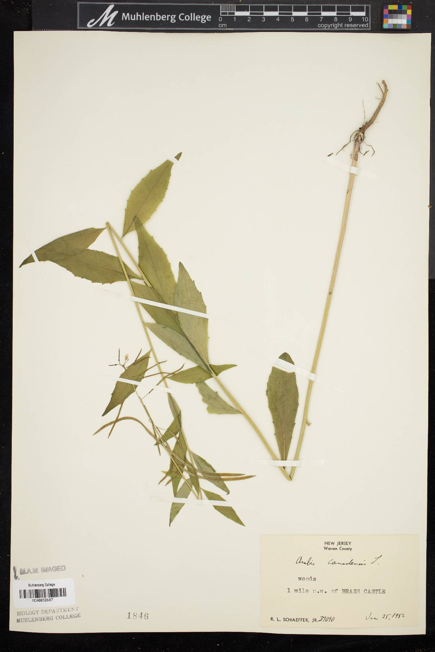 Borodinia canadensis image