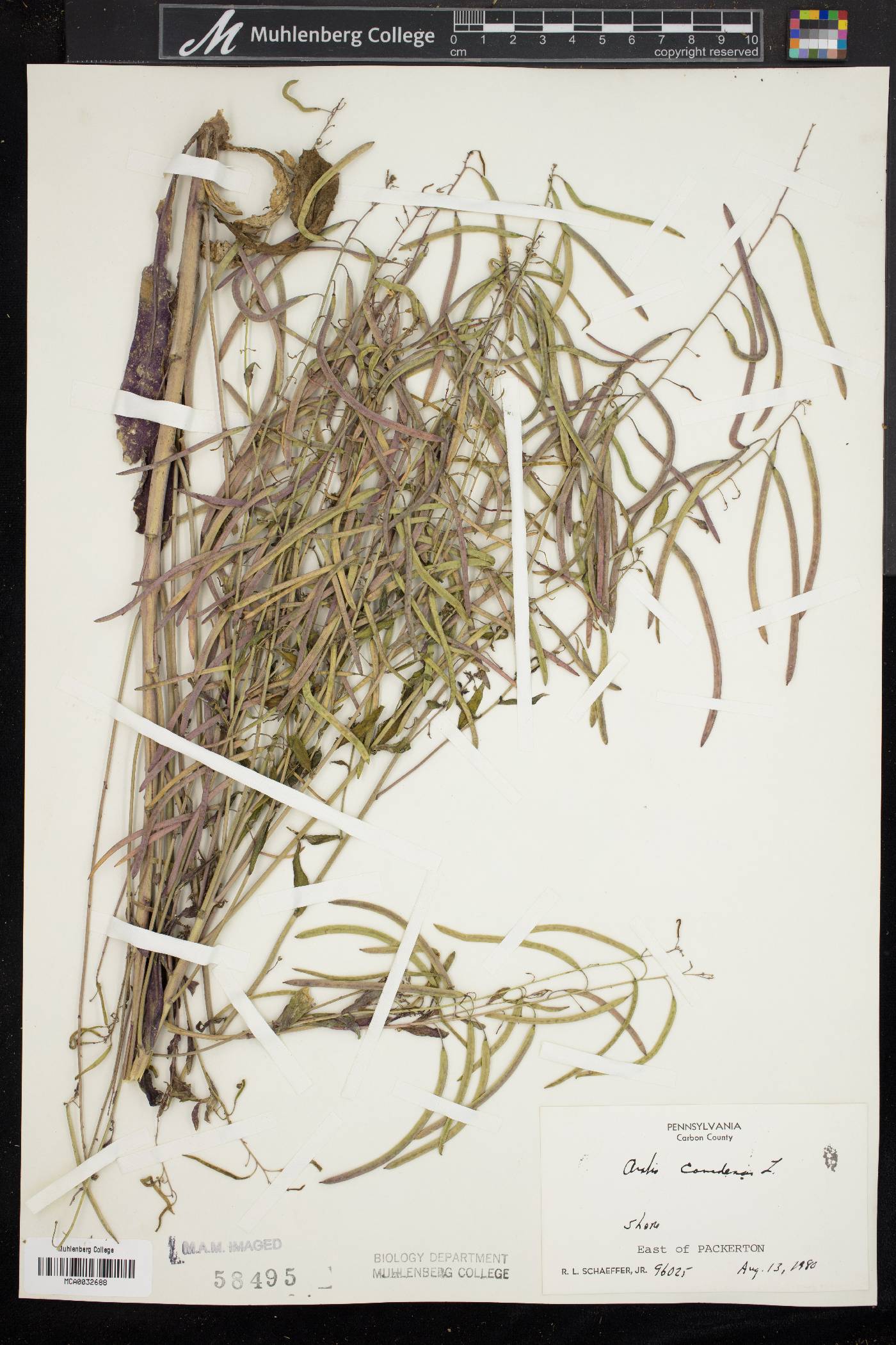 Borodinia canadensis image