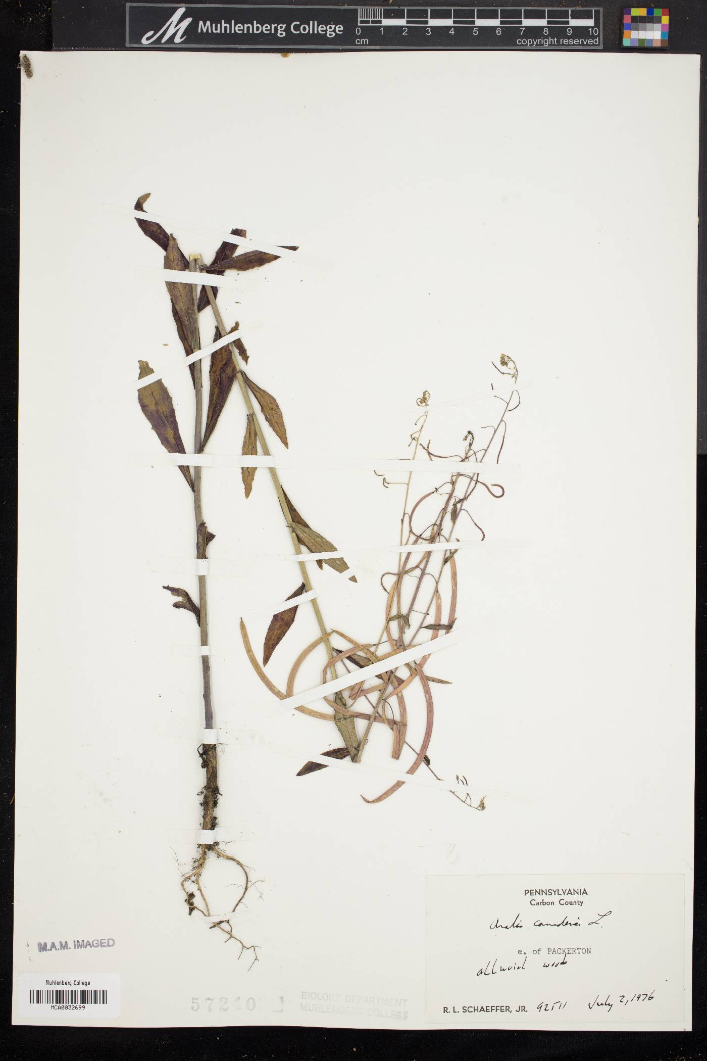 Borodinia canadensis image