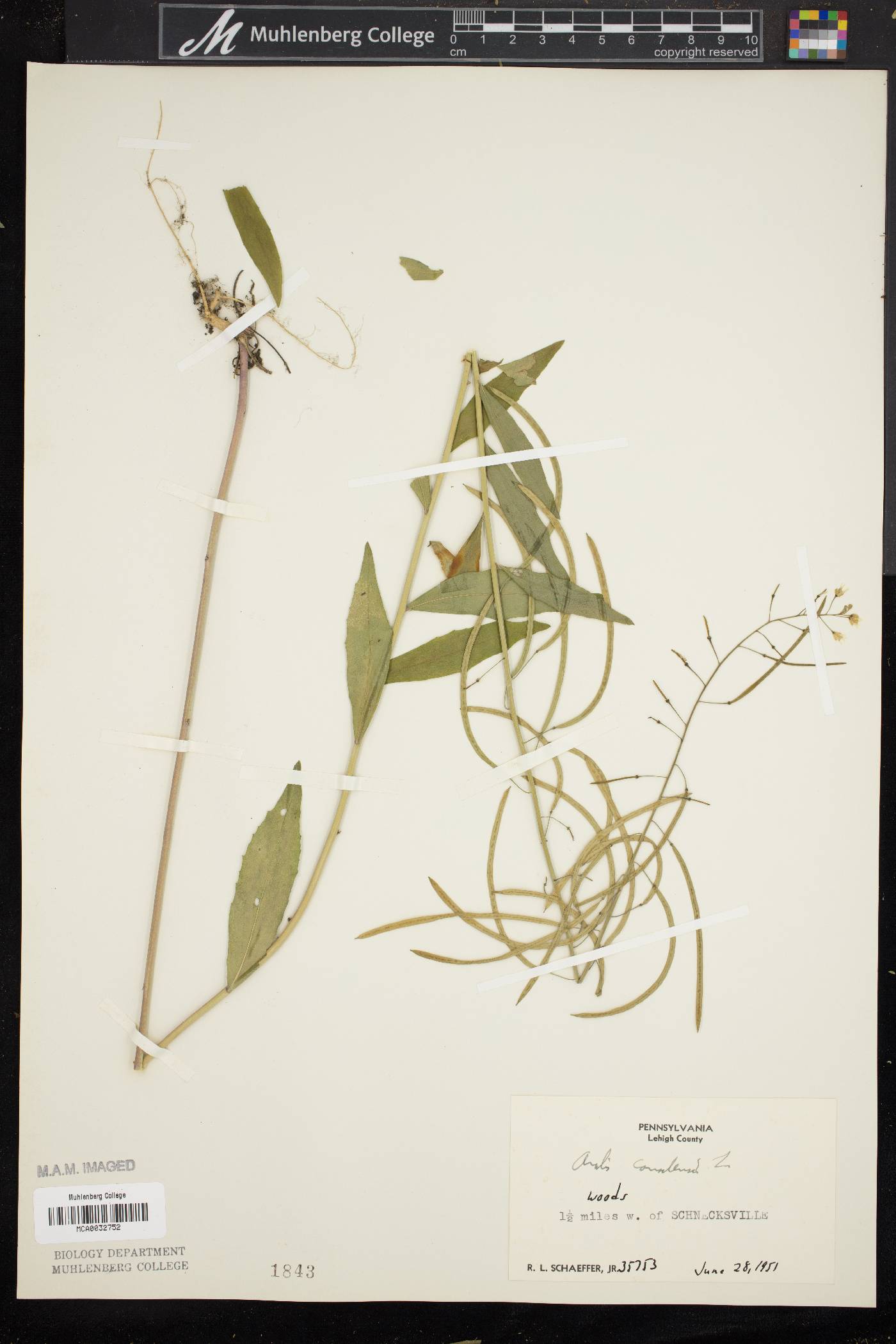 Borodinia canadensis image