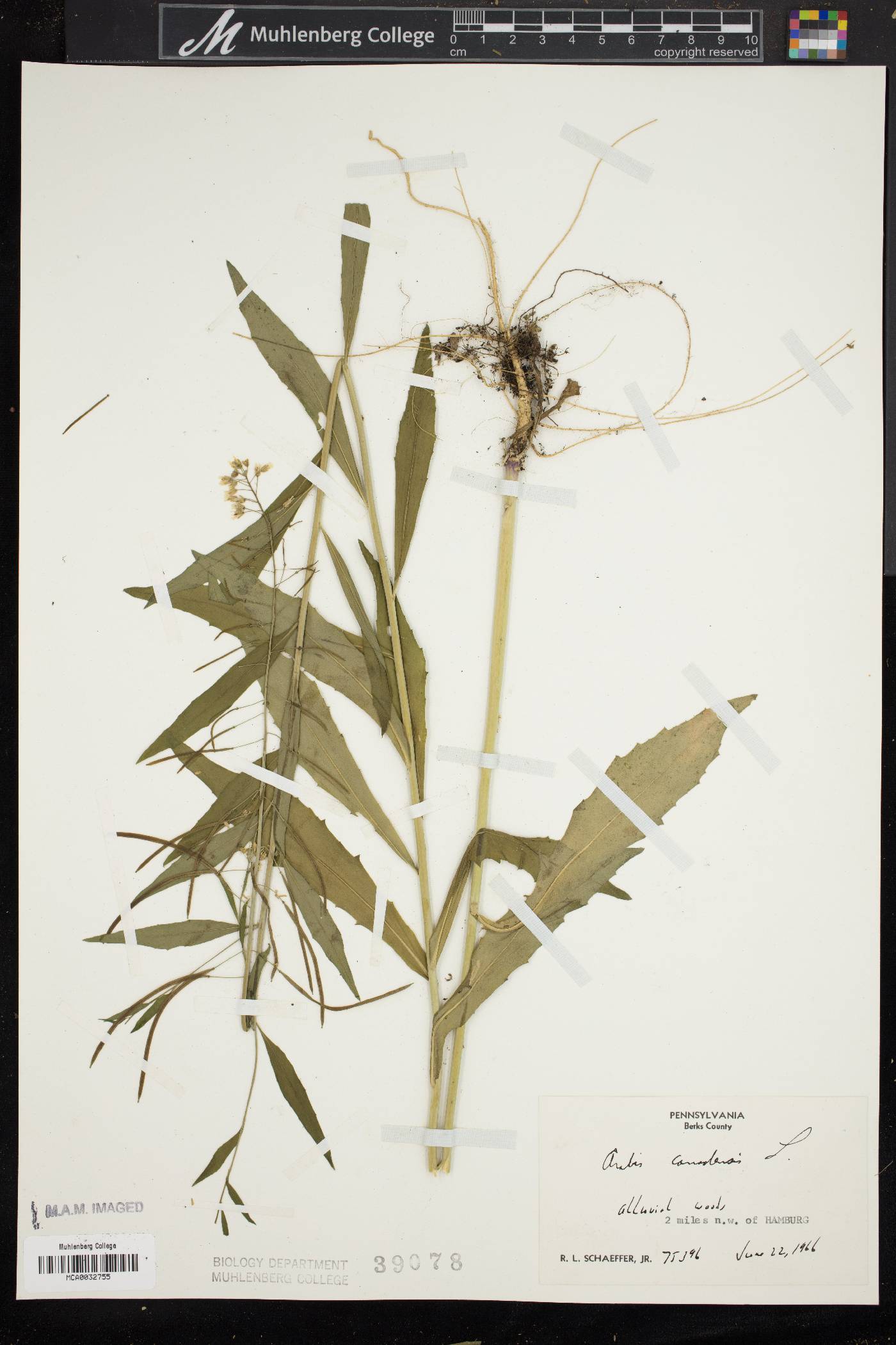 Borodinia canadensis image
