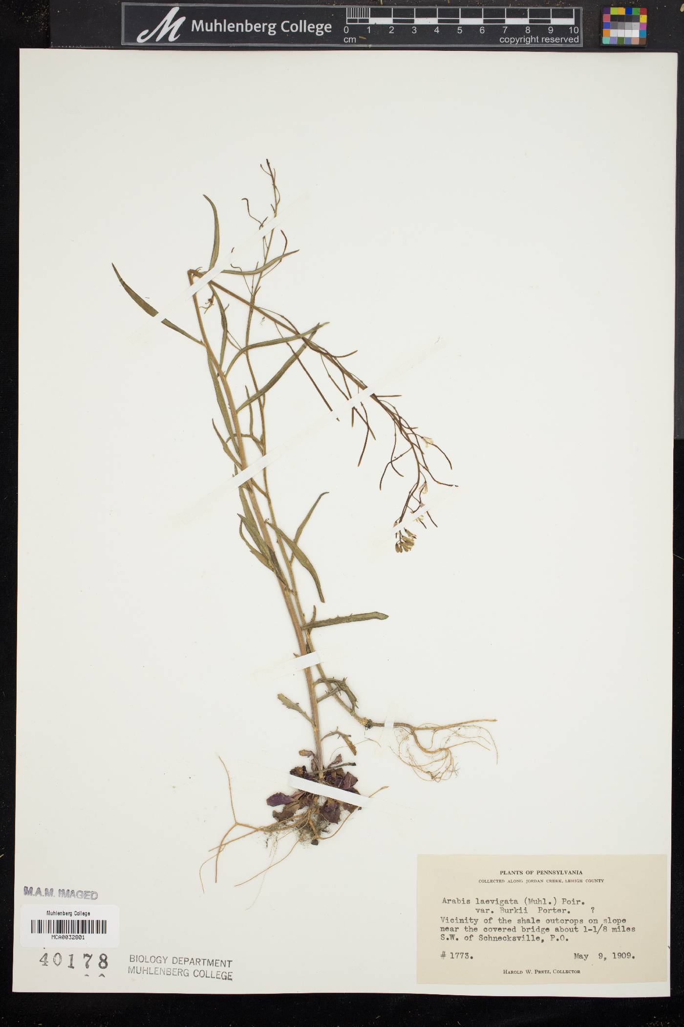 Borodinia burkii image