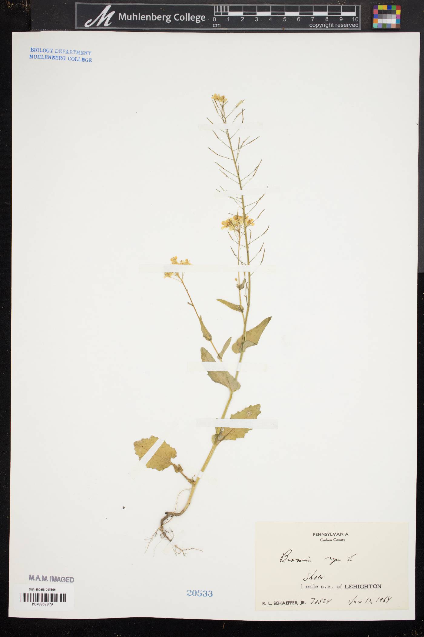 Brassica rapa var. rapa image