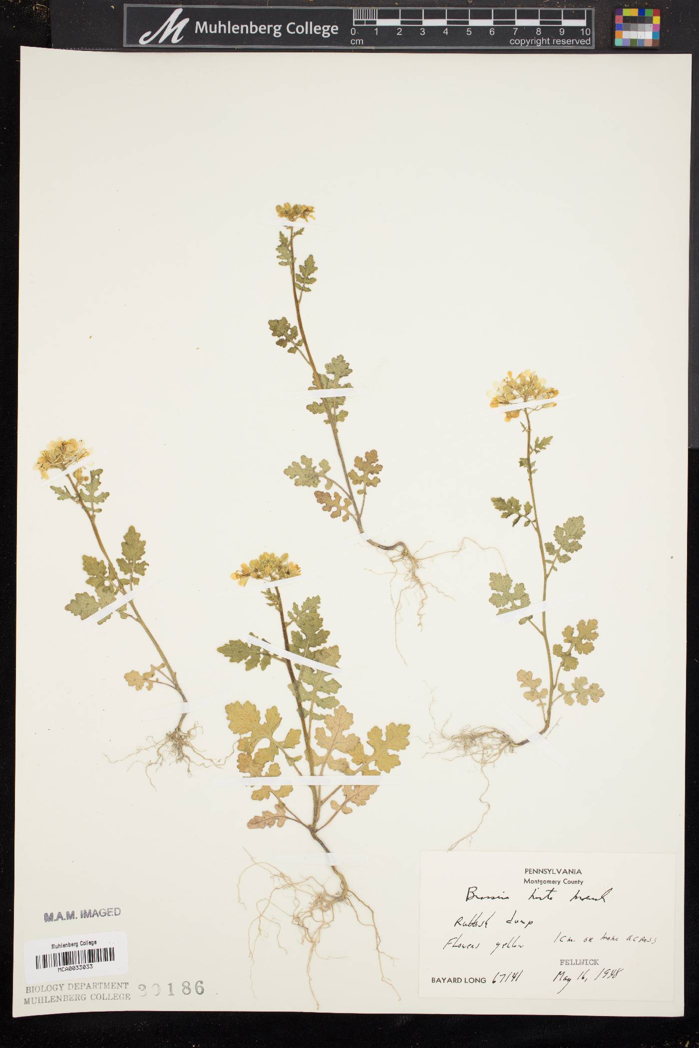 Sinapis alba image