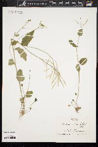 Cardamine bulbosa image