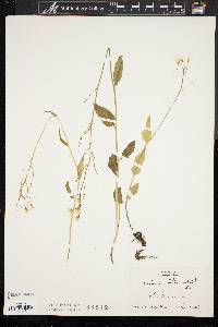 Cardamine bulbosa image