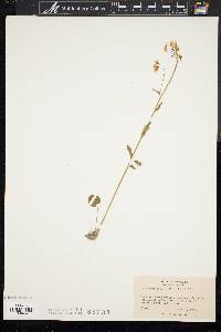 Cardamine bulbosa image