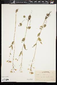 Cardamine bulbosa image