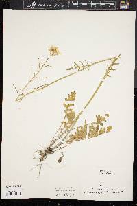 Diplotaxis tenuifolia image