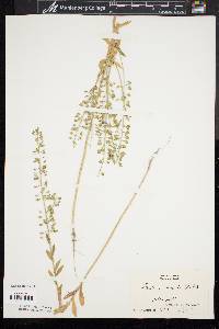 Lepidium campestre image