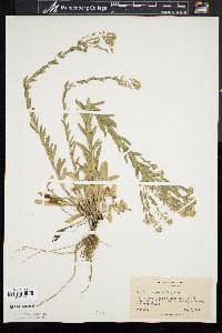 Lepidium campestre image