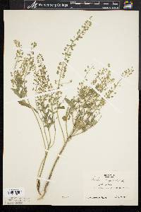 Lepidium campestre image