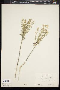 Lepidium campestre image