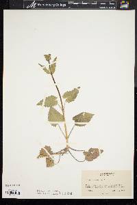 Lunaria annua image