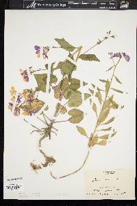 Lunaria annua image