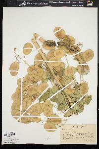 Lunaria annua image