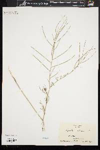 Sisymbrium altissimum image