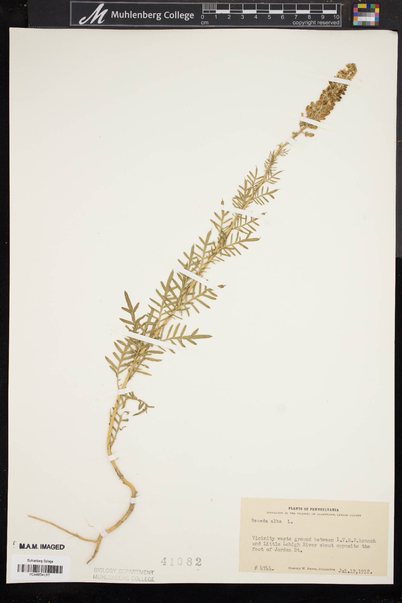 Reseda alba image