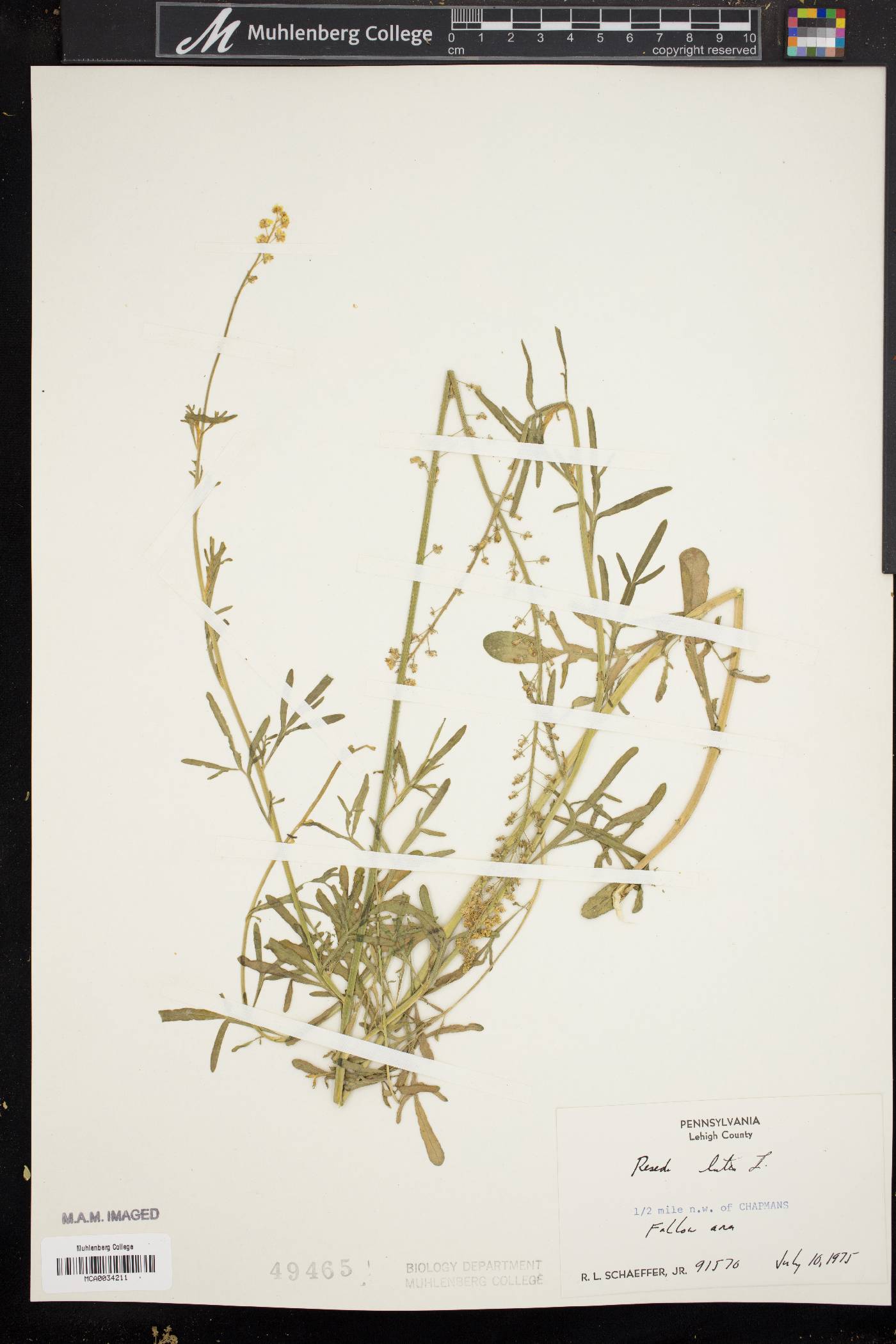 Reseda lutea image