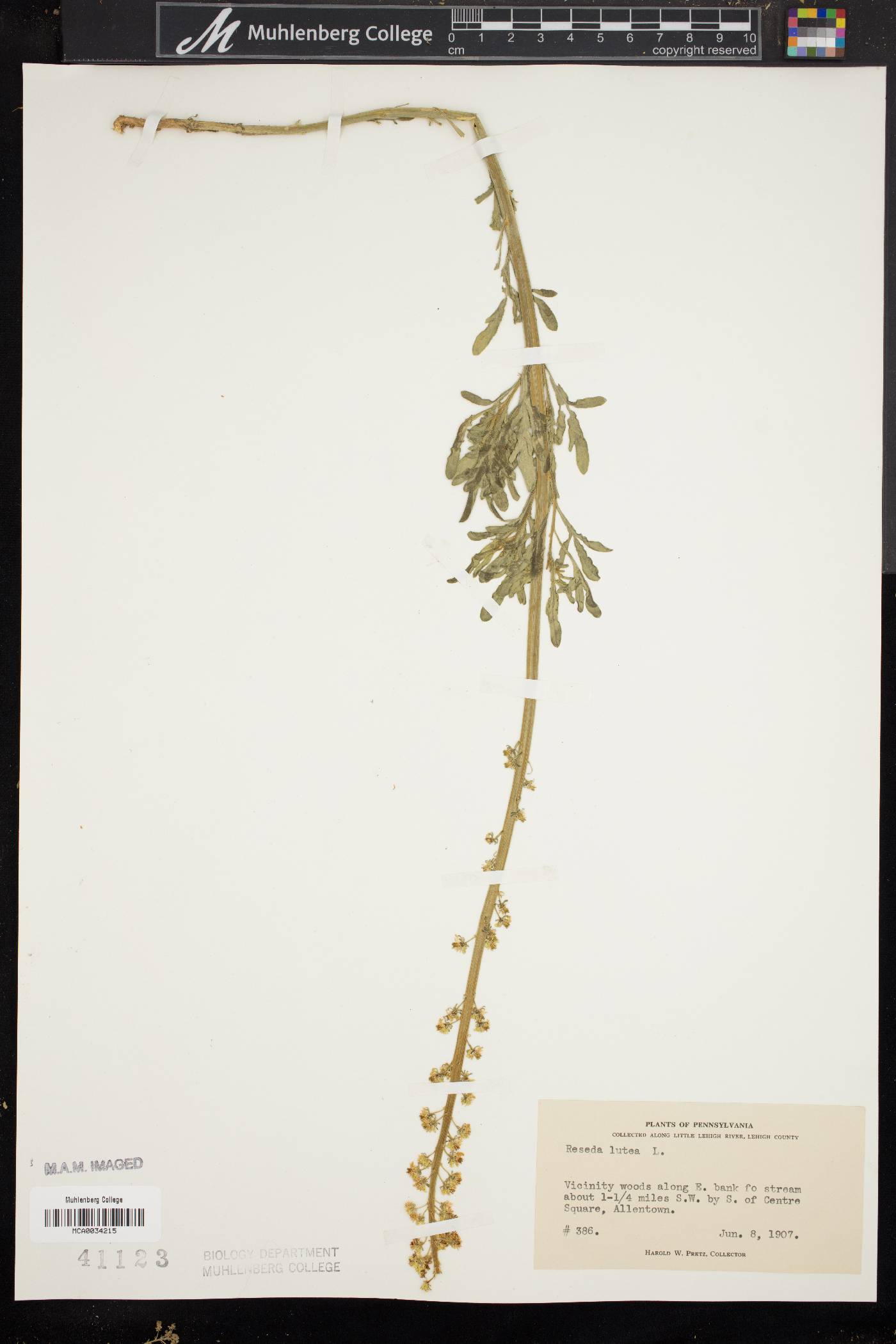 Reseda lutea image