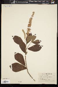 Clethra alnifolia image