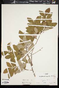 Gaylussacia frondosa image