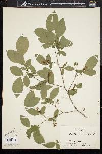 Leucothoe racemosa image