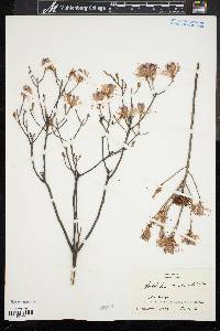 Rhododendron canadense image