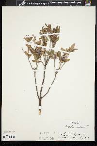 Rhododendron canadense image
