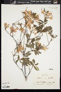 Rhododendron roseum image