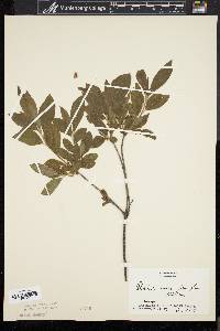 Rhododendron viscosum f. glaucum image