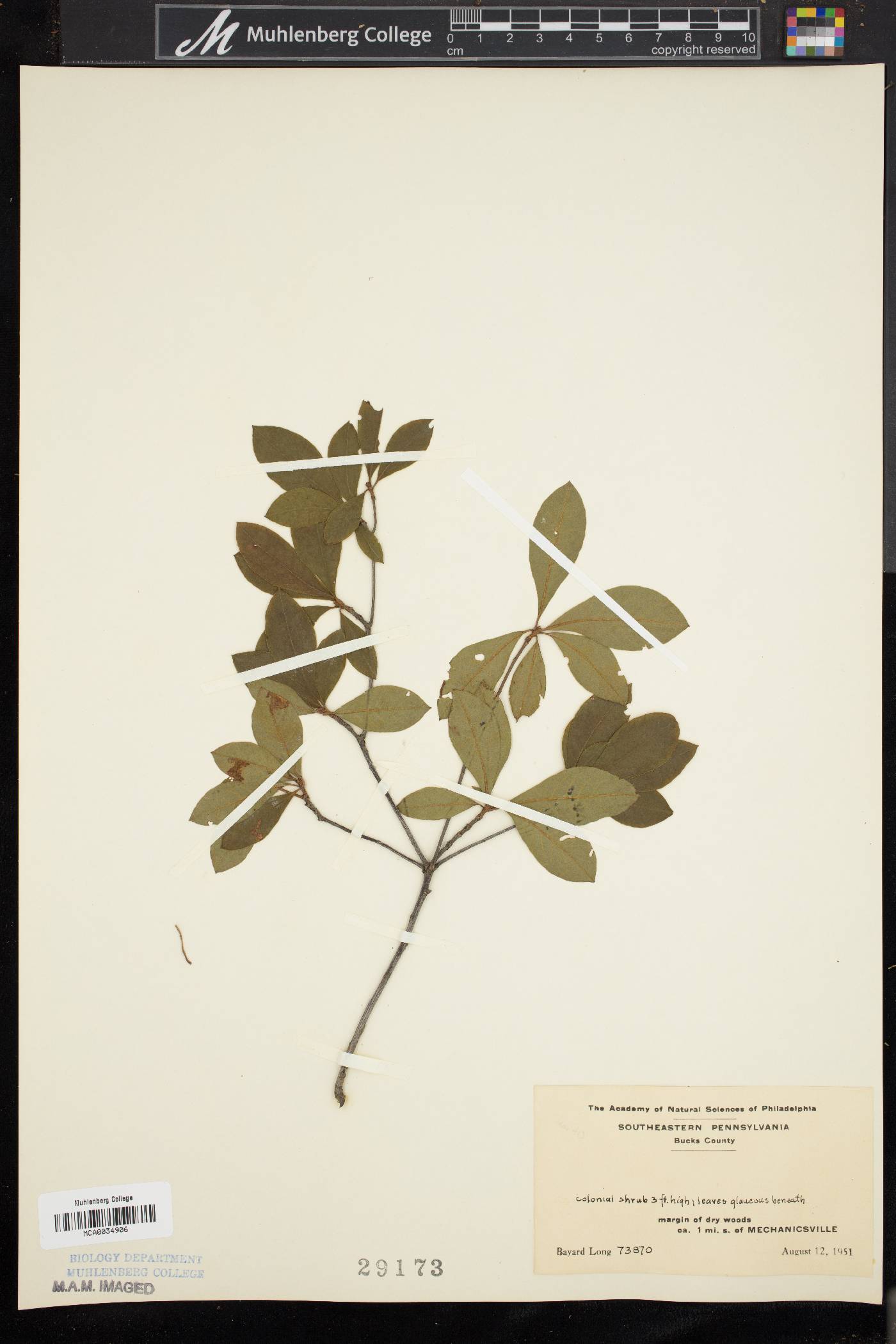 Rhododendron viscosum f. glaucum image