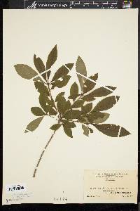 Rhododendron viscosum f. glaucum image