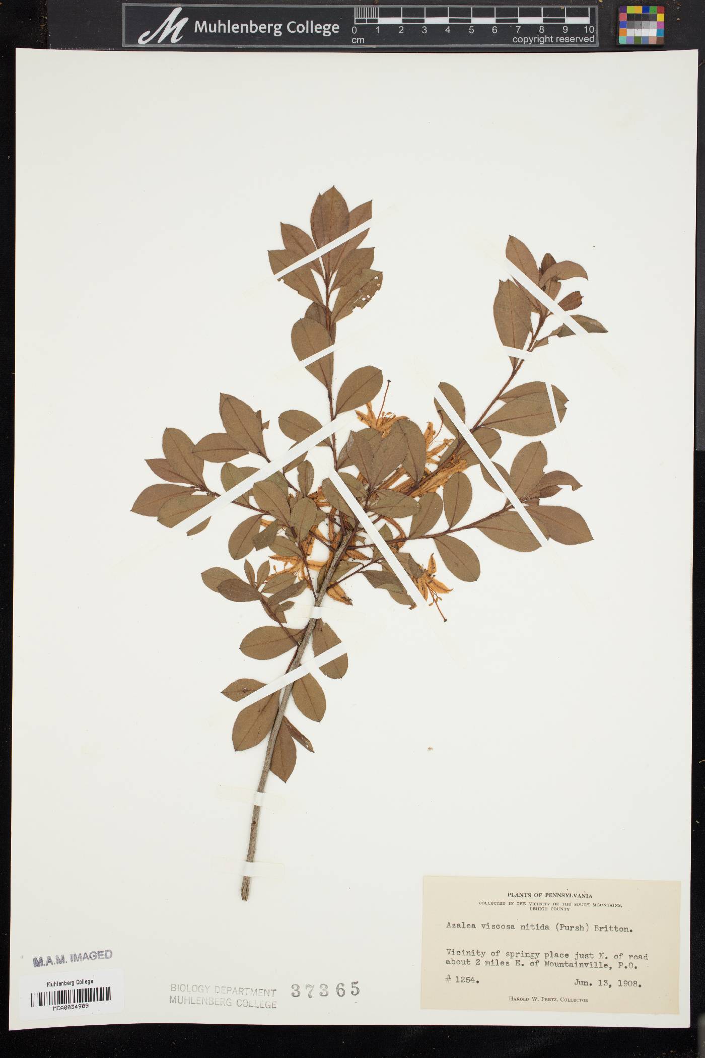 Rhododendron viscosum f. glaucum image