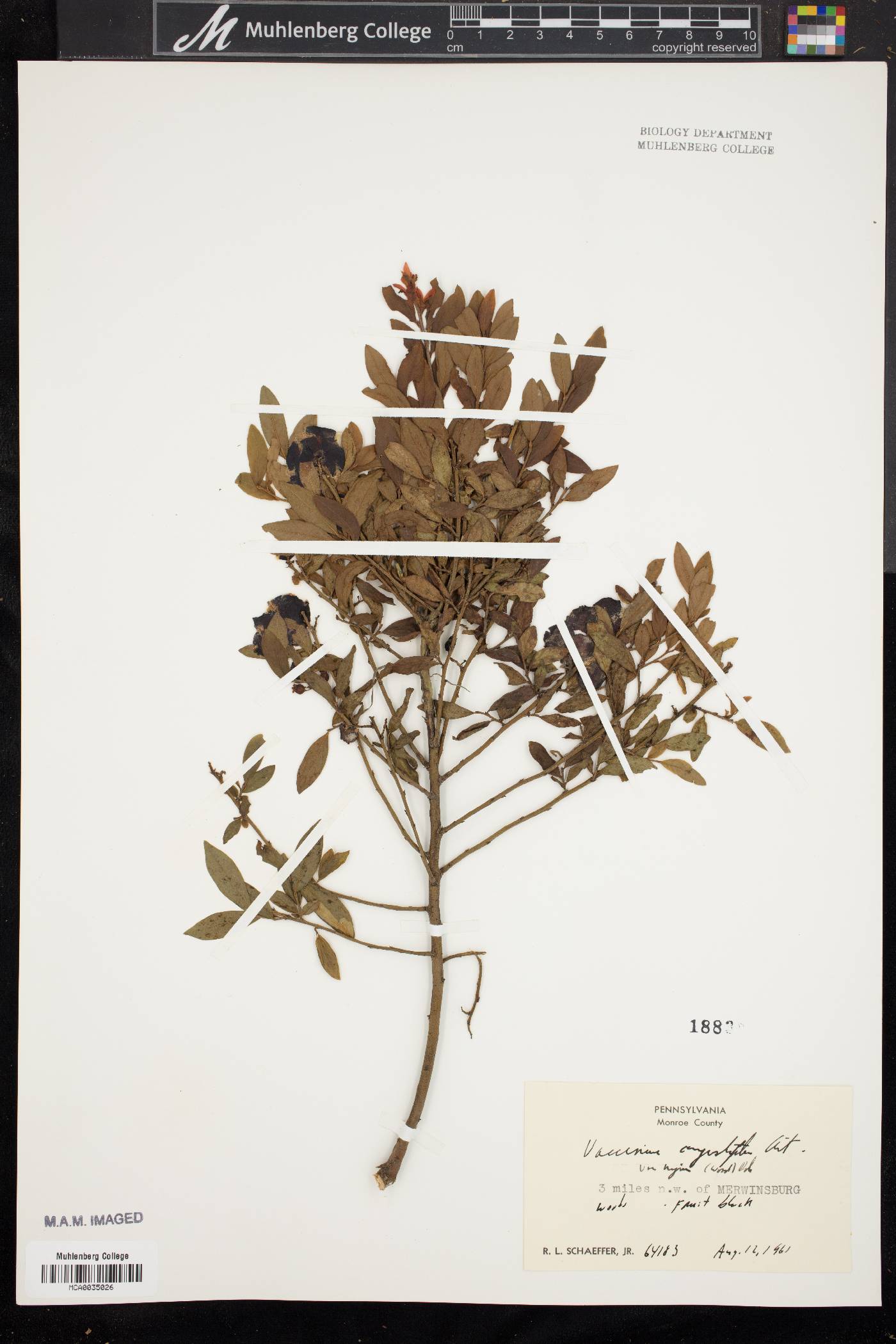 Vaccinium angustifolium var. nigrum image