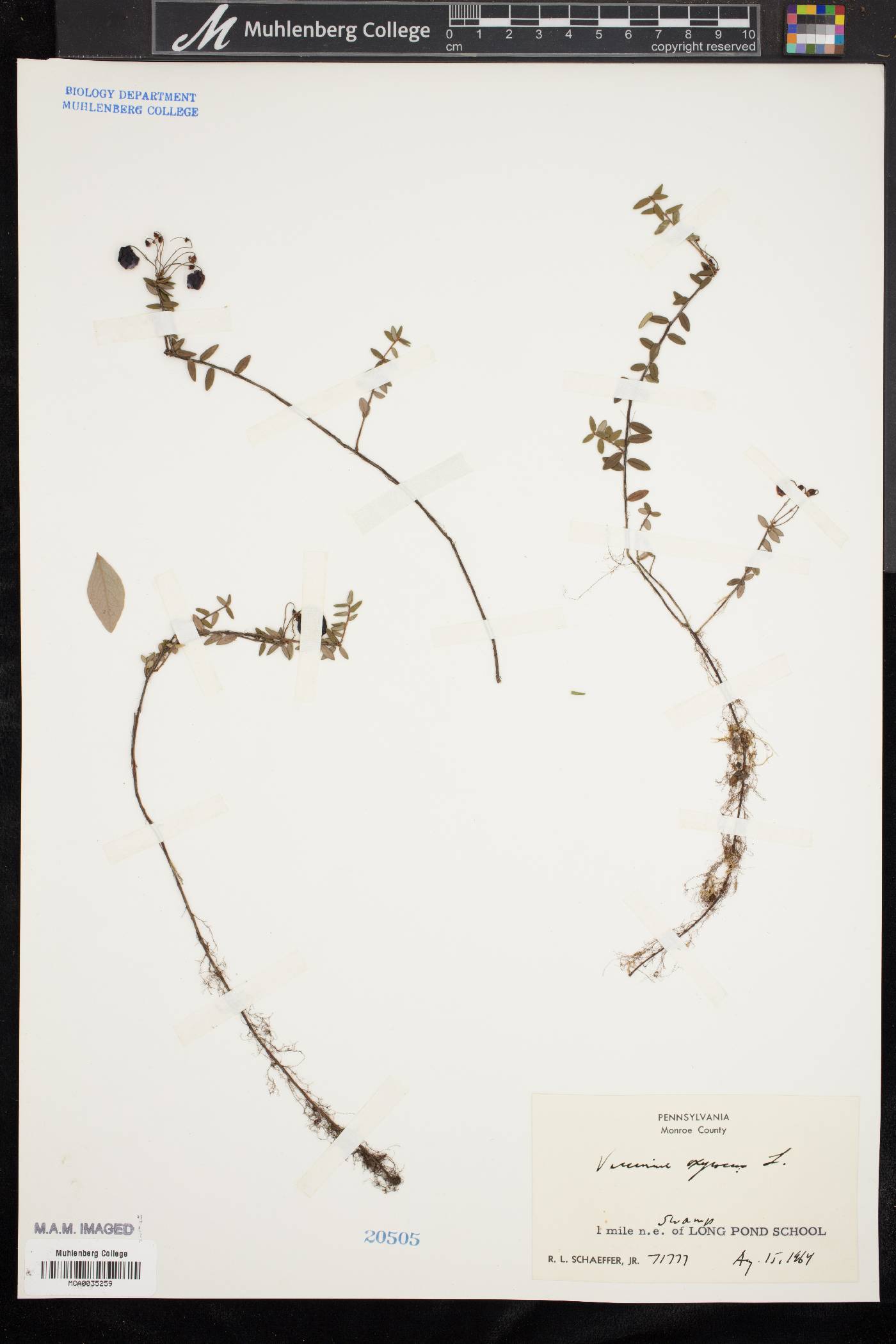 Vaccinium oxycoccos image