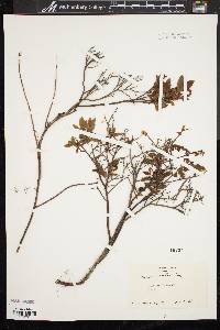 Vaccinium vacillans image