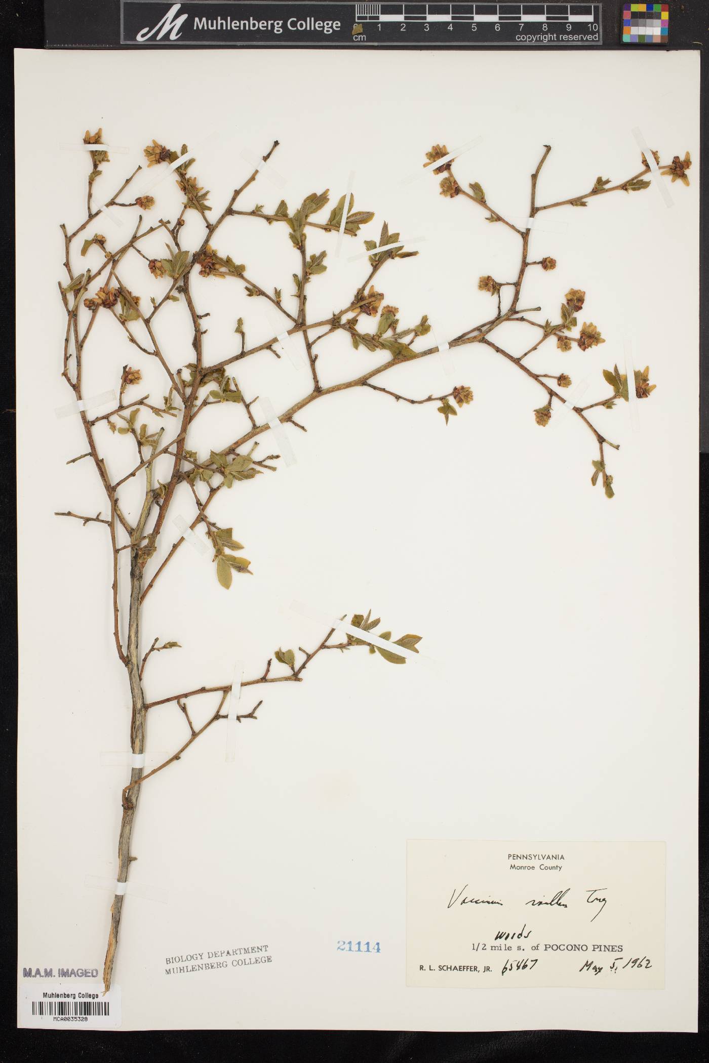 Vaccinium vacillans image