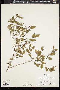 Vaccinium vacillans image