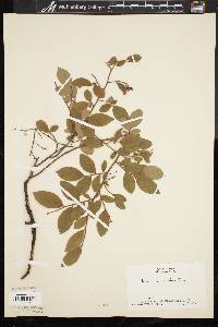 Vaccinium vacillans image