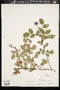 Vaccinium vacillans image