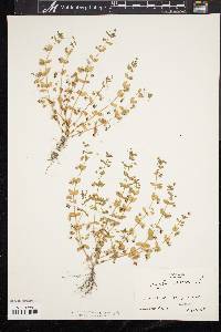 Lysimachia arvensis image