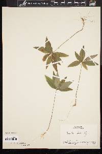 Trientalis borealis image