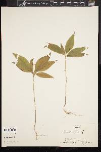 Trientalis borealis image