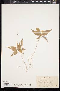 Trientalis borealis image